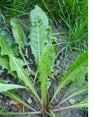 dandelion leaves